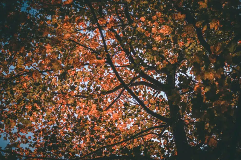 Prefab-cottages-Kitchener-Autumn-Tree-line-in-Kitchener