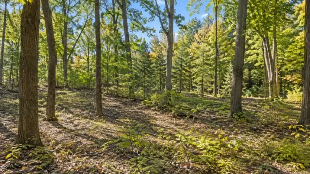 Custom home builders Aurora Ontario: a wooded building lot with mature hardwoods and evergreens, the kind of site where Aurora’s Private Tree Protection By-law can require a tree permit before a new home